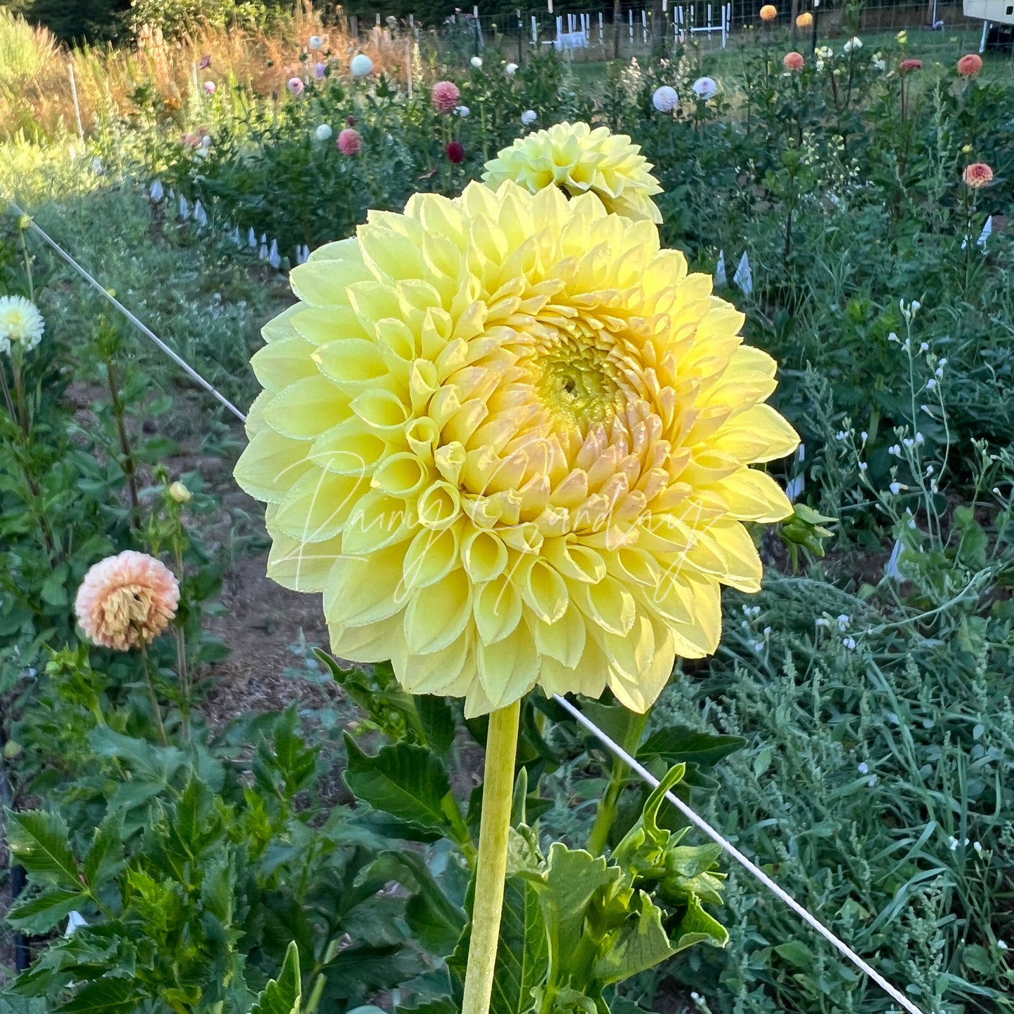 Winholme Diane