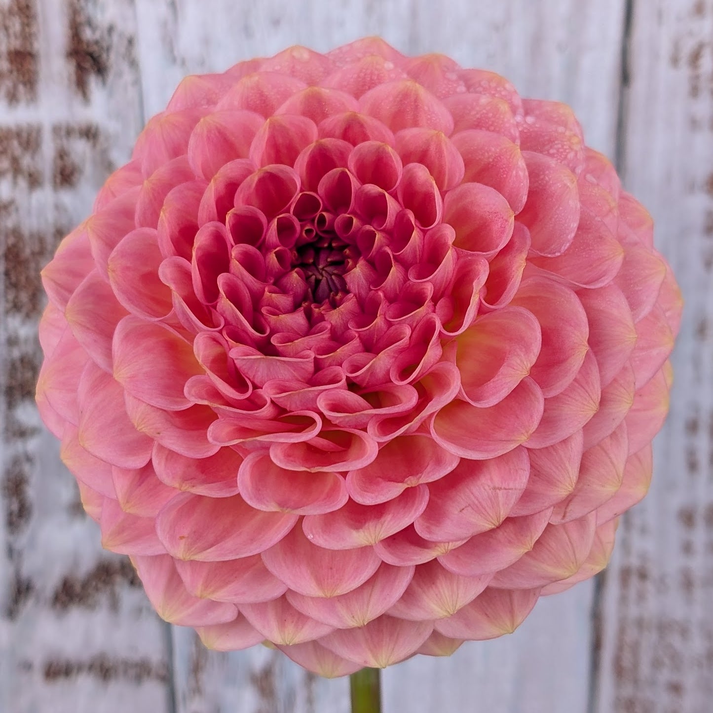 20th Ave Softer Peach