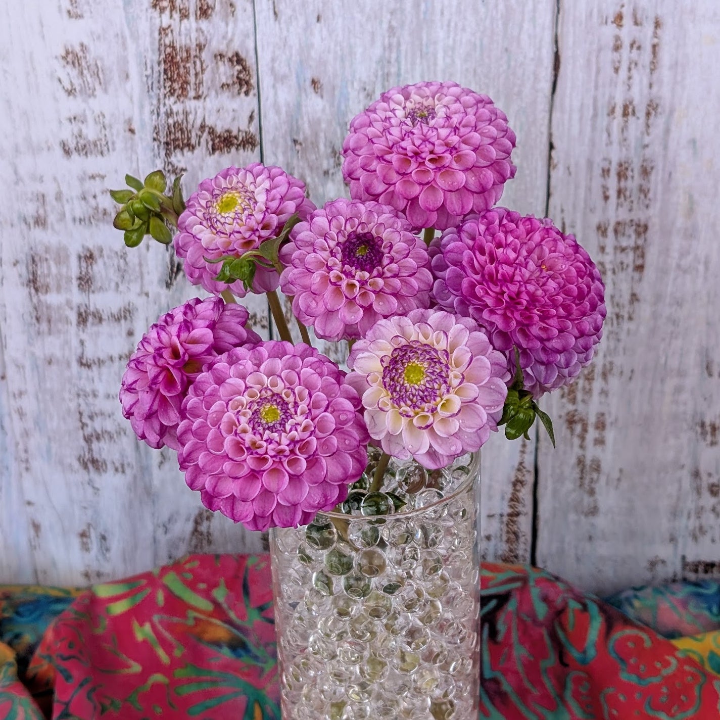 Bloomquist Wonderful