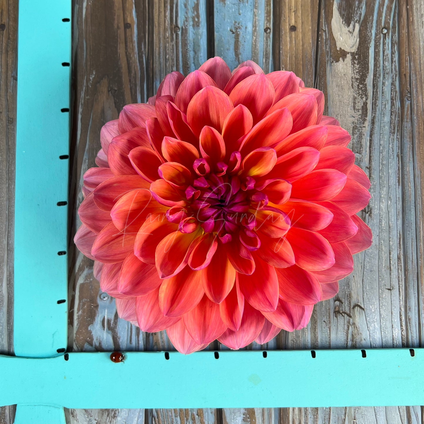 NOID Cheryl's Waterlily
