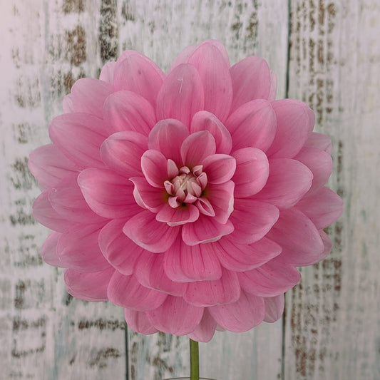 Hollyhill Pink Parfait