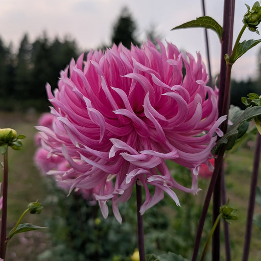 Hollyhill Cotton Candy