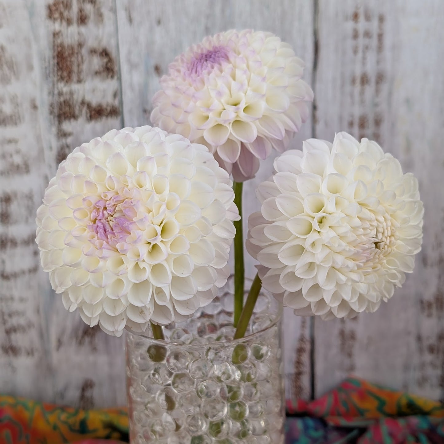 Hollyhill Miss White