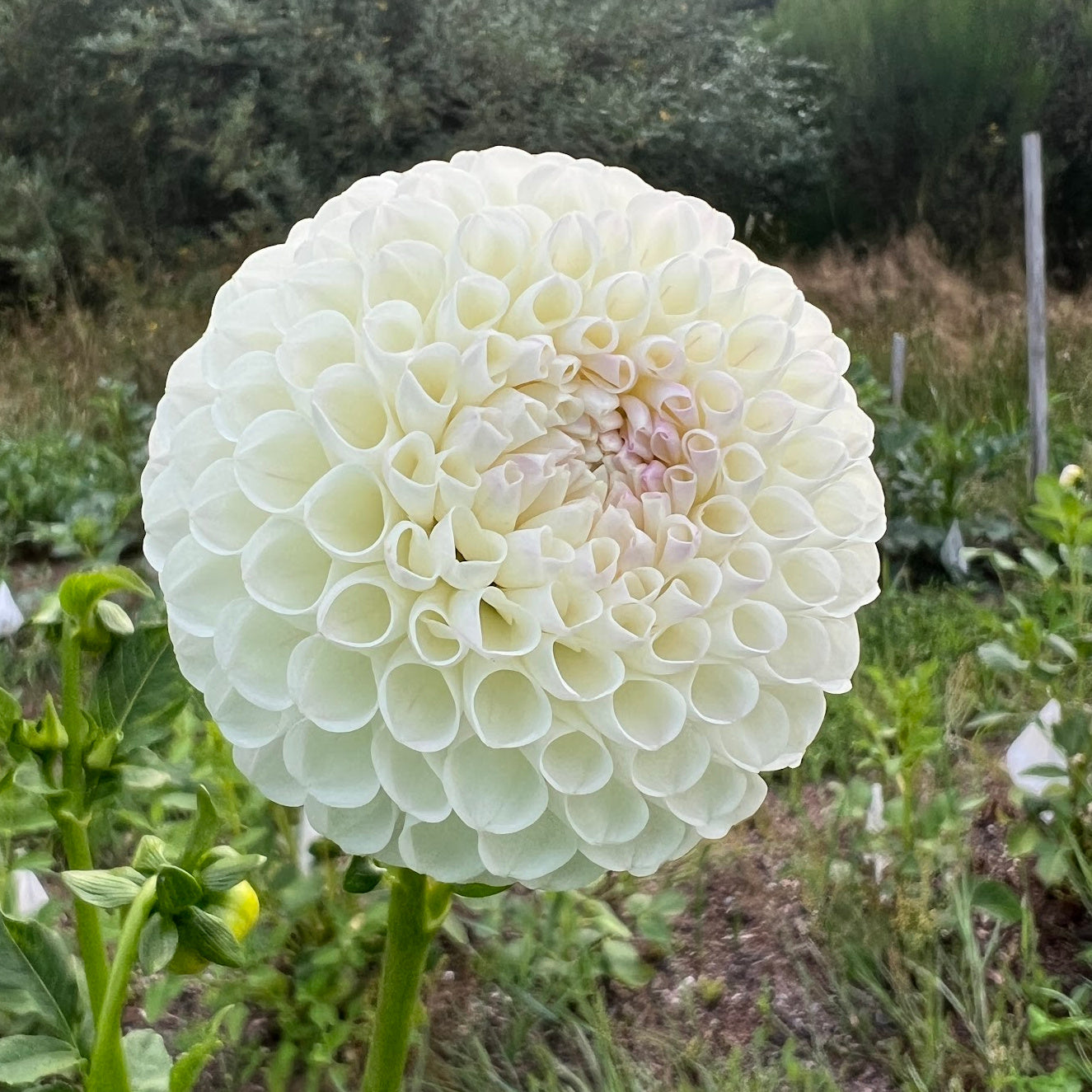 Hollyhill Miss White