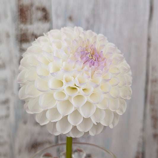 Hollyhill Miss White