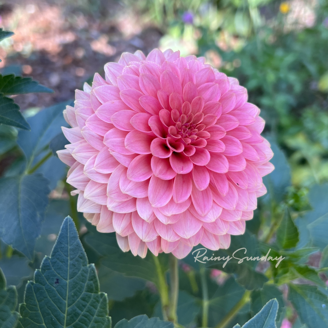 FREE KA's™ Boho Peach tuber with Mystery dahlia tuber purchase