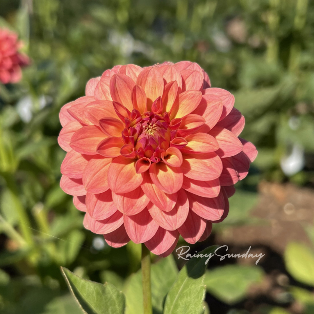 FREE KA's™ Boho Peach tuber with Mystery dahlia tuber purchase