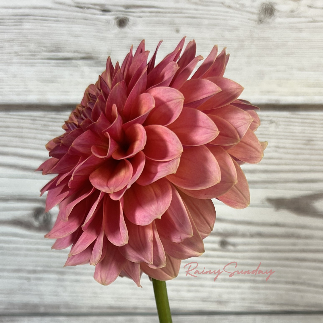 FREE KA's™ Boho Peach tuber with Mystery dahlia tuber purchase