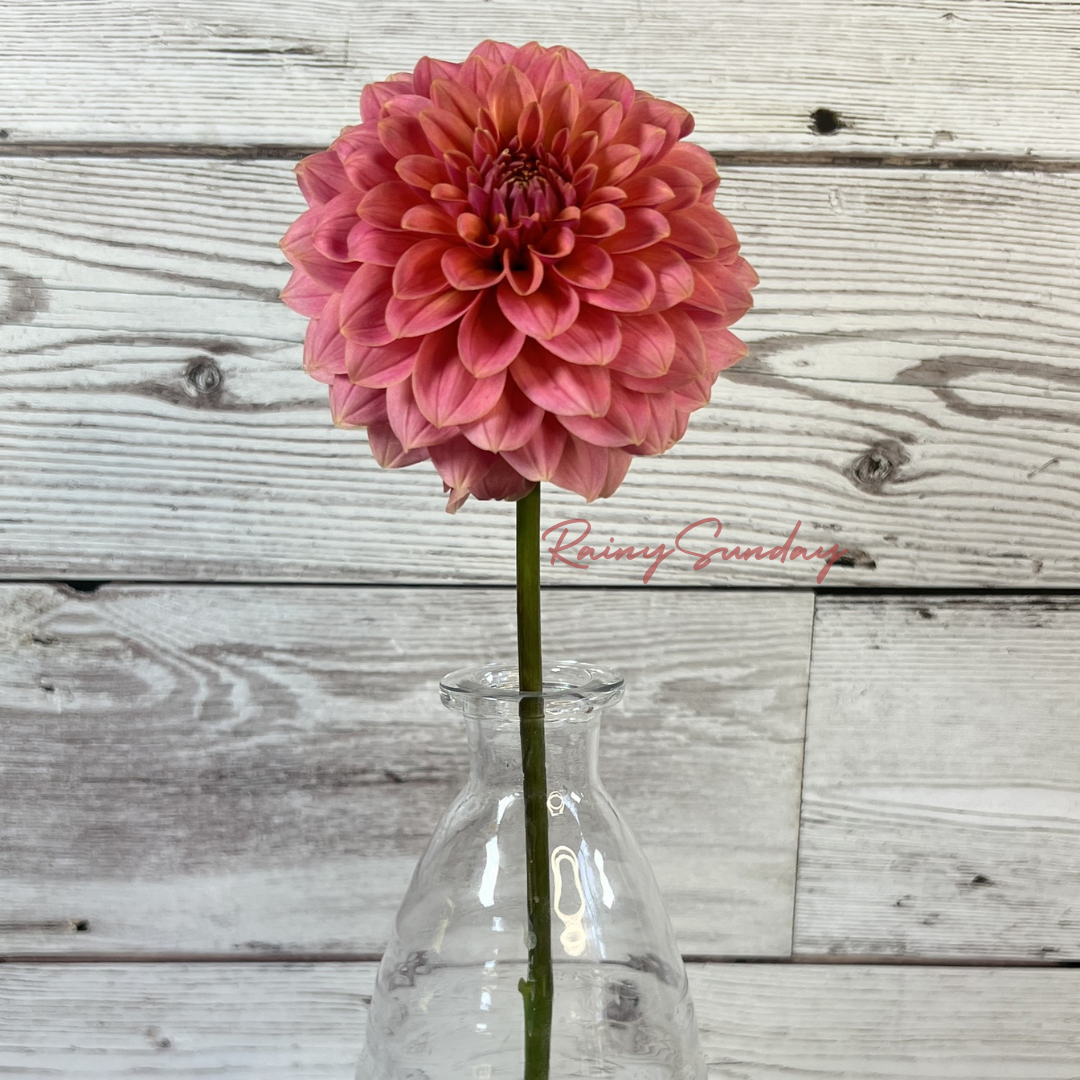 FREE KA's™ Boho Peach tuber with Mystery dahlia tuber purchase
