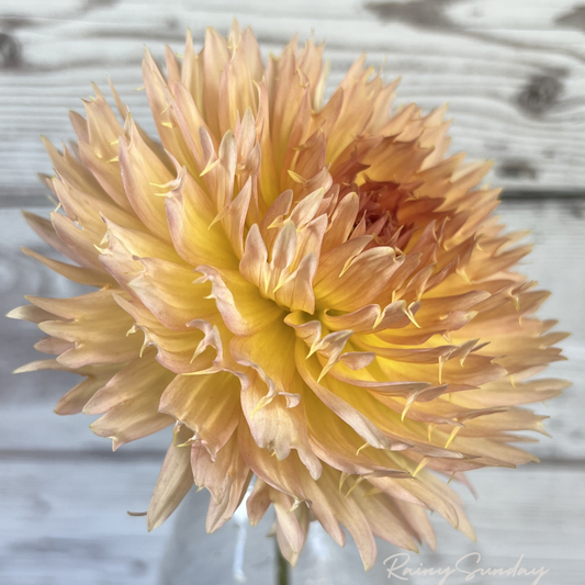 Lakeview Peach Fuzz (2 tubers)