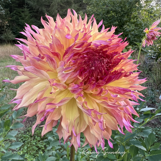 Myrtle's Folly (2 tubers)