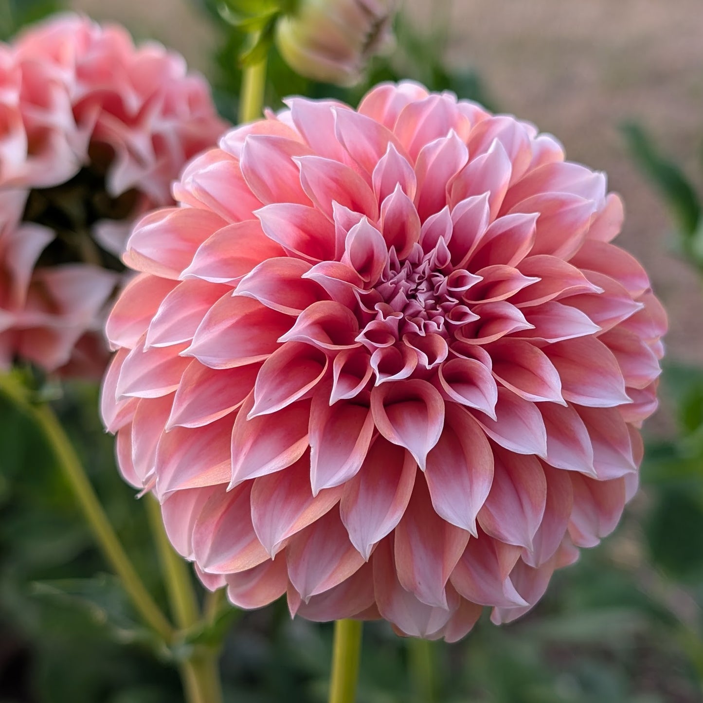 Peaches n Cream