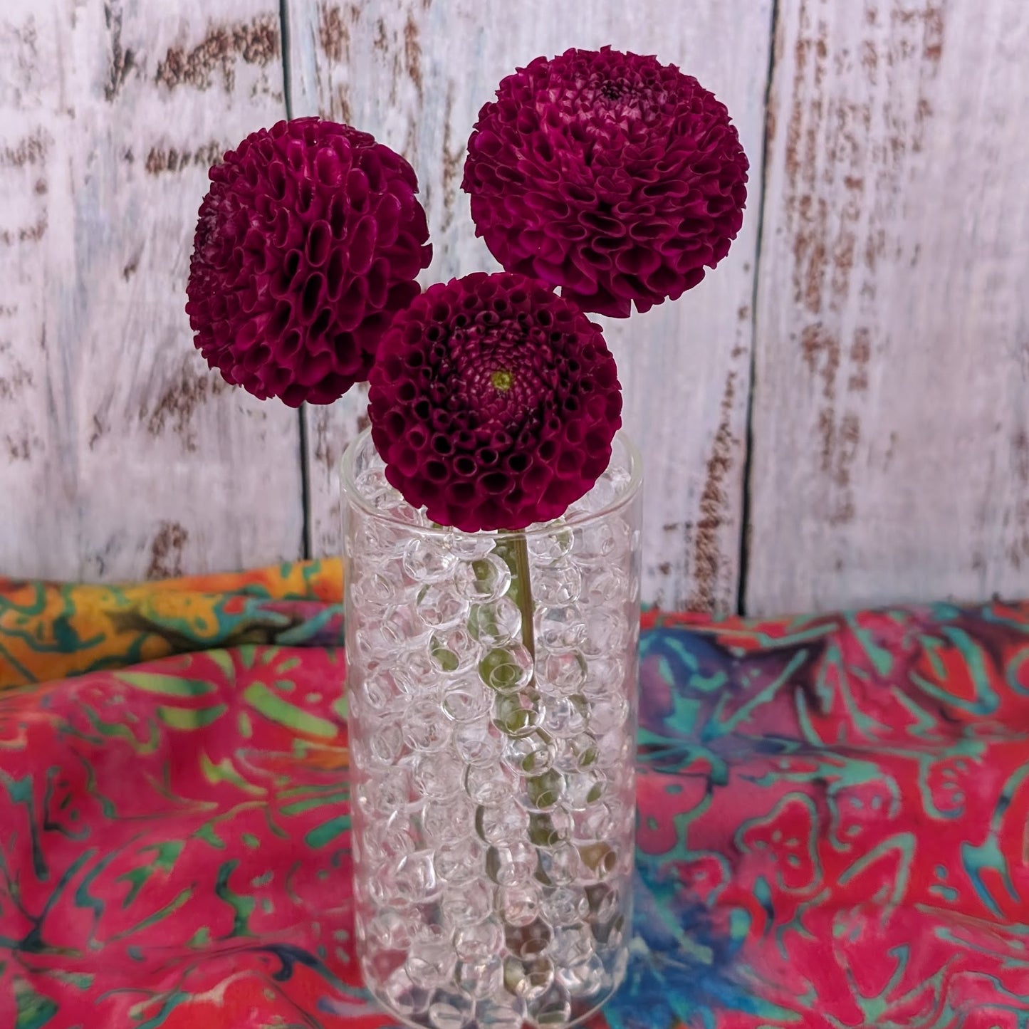 Rejman's Midnight Pom