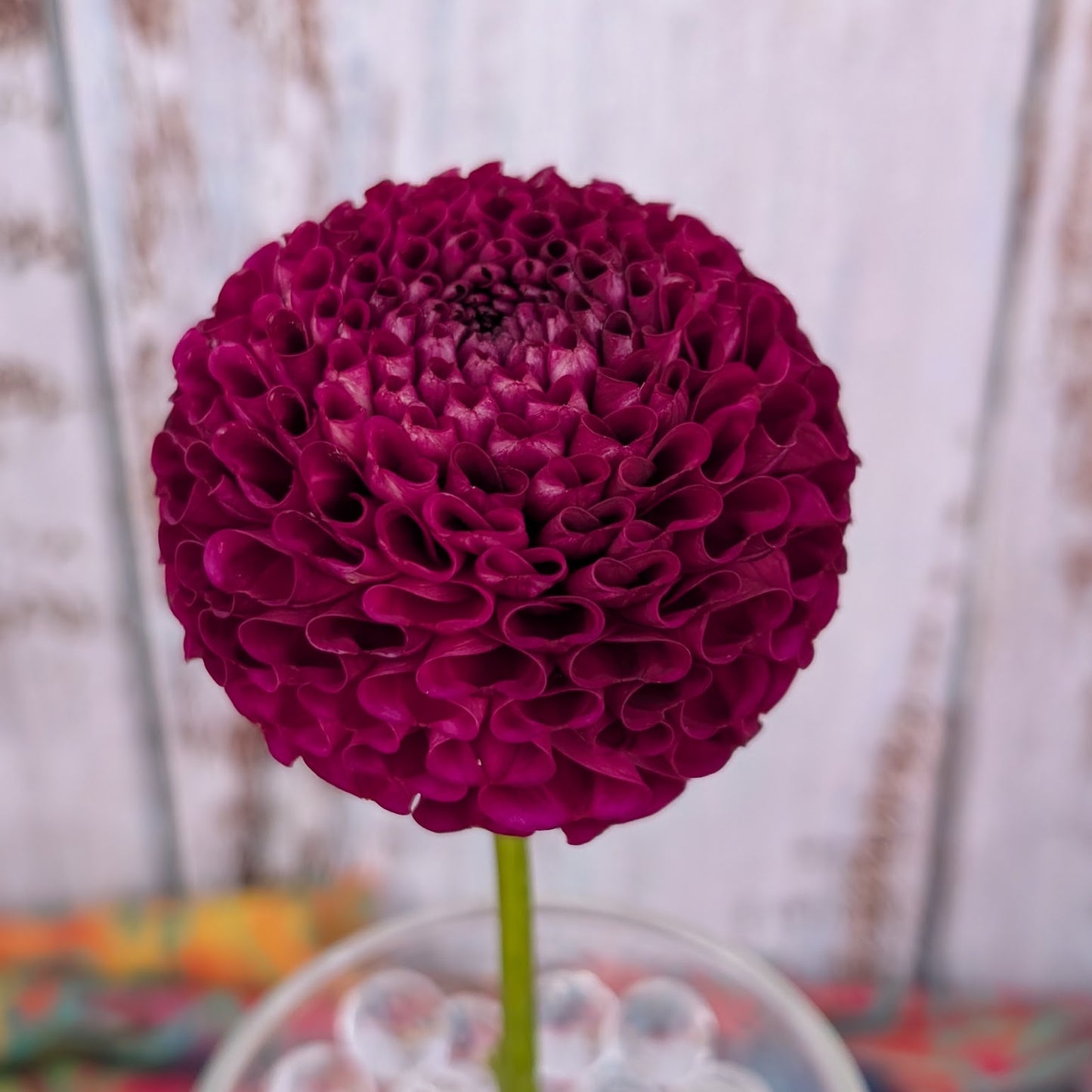 Rejman's Midnight Pom