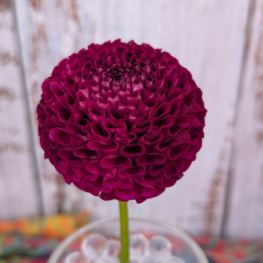 Rejman's Midnight Pom