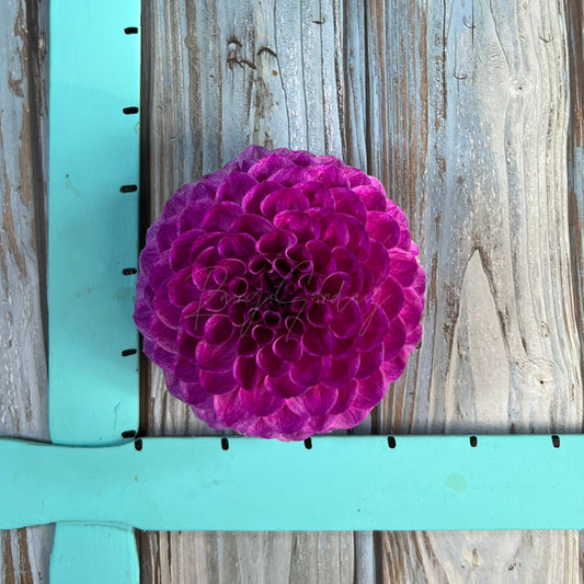 Robann Royal
