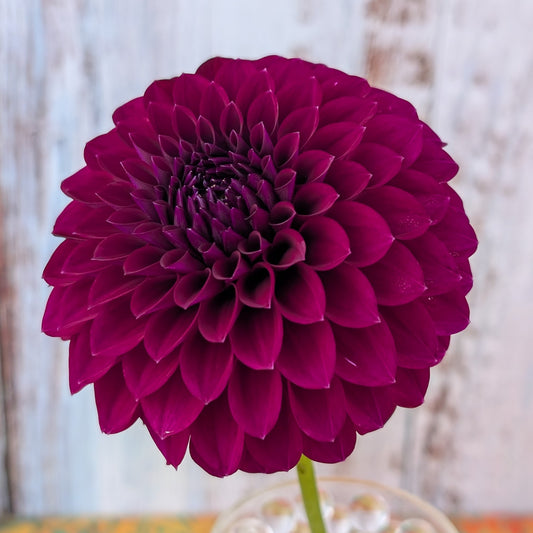 Saddlerock Tiny Giant