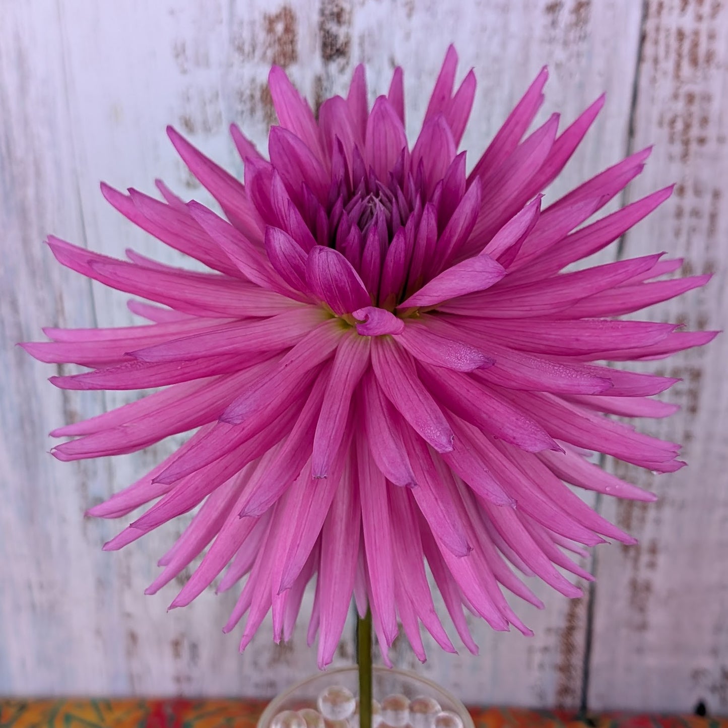 Sandia Barbie