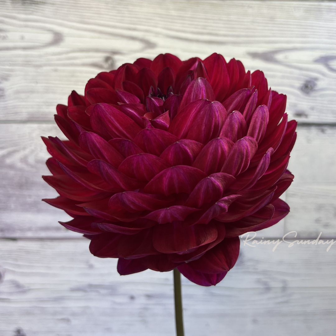 Sandia Bertha