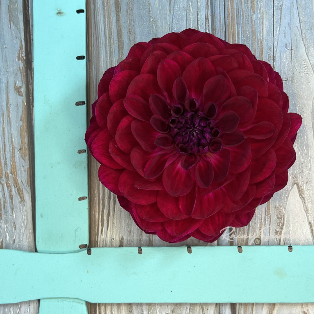Sandia Bertha