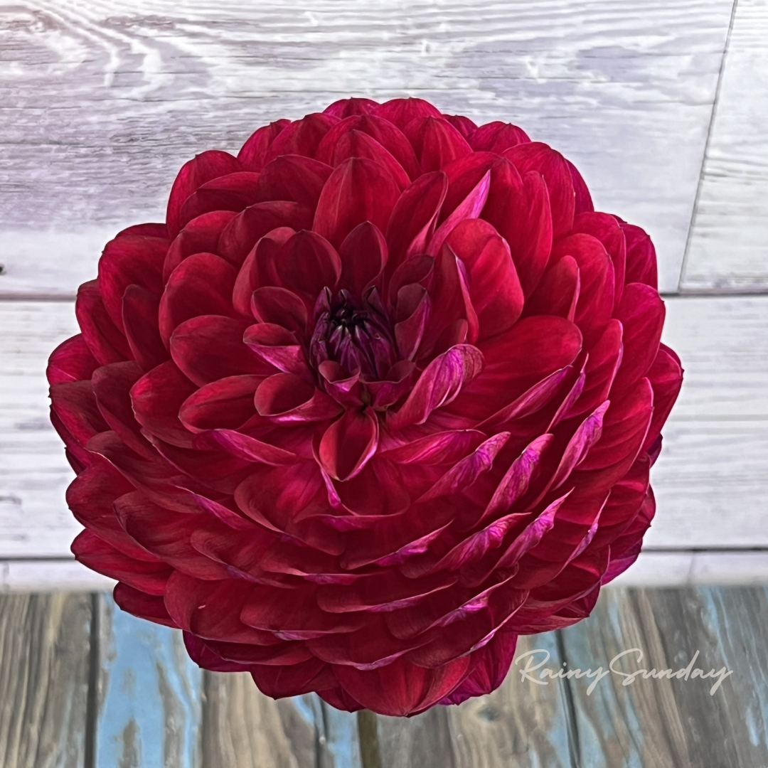 Sandia Bertha