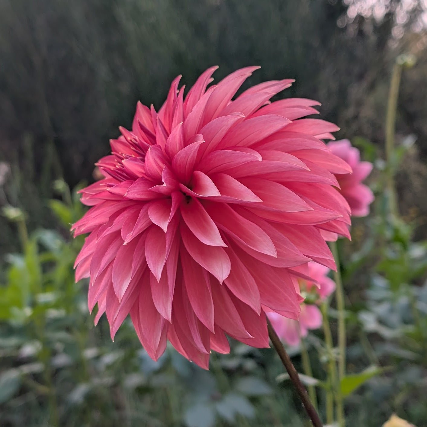 Sandia Ruthie