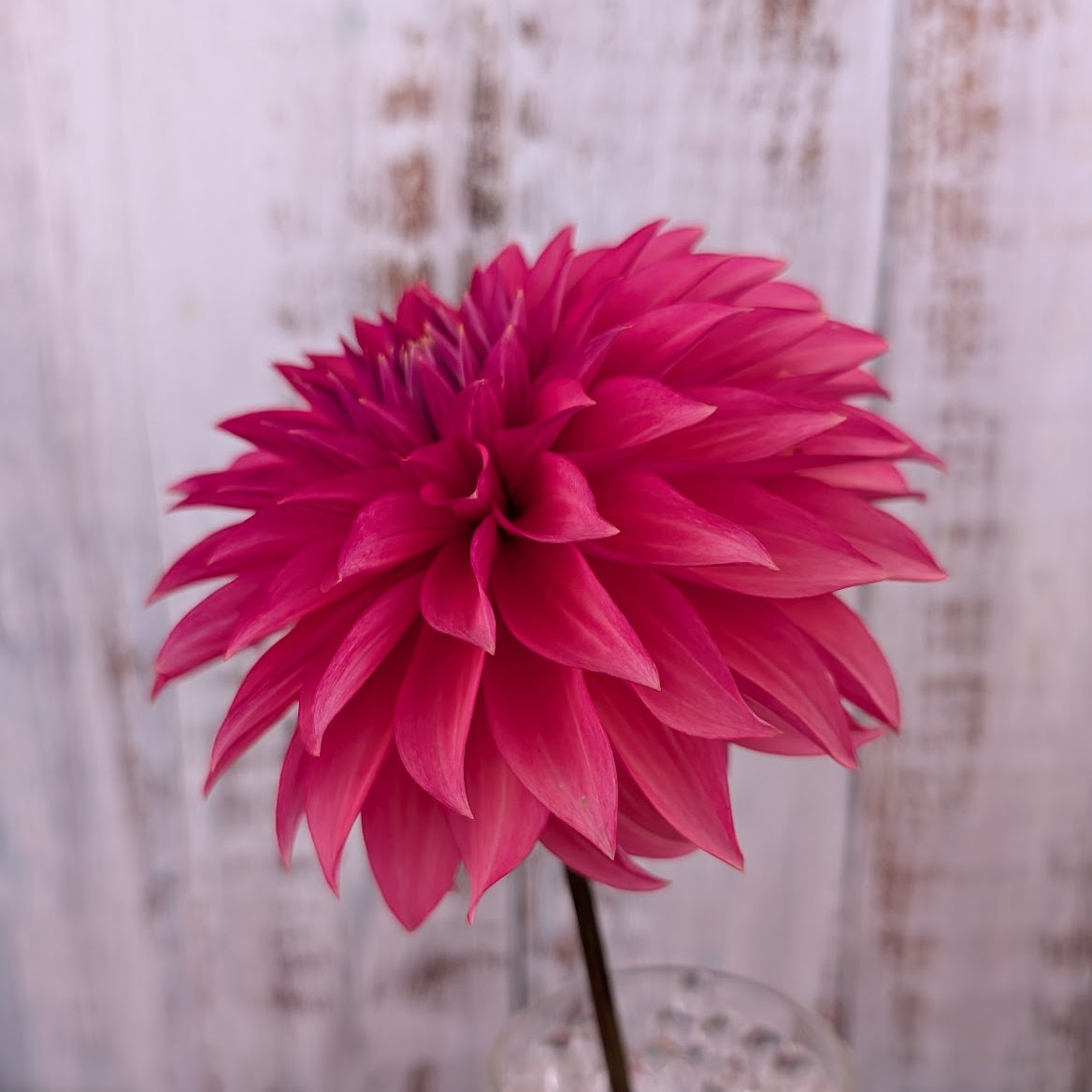 Sandia Ruthie