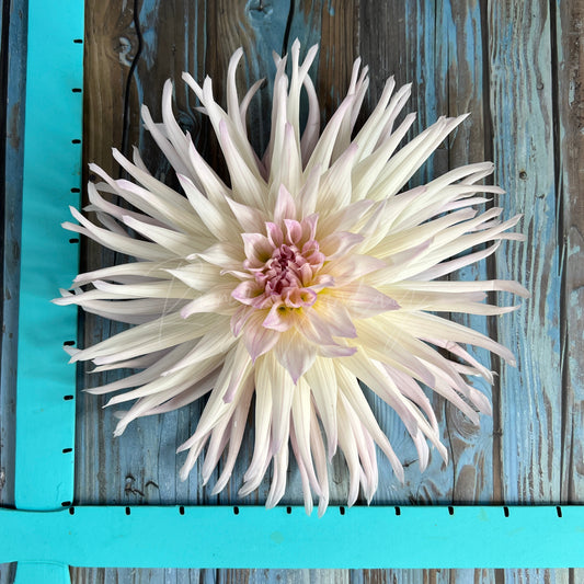 Sandia Stargazer (2 tubers)