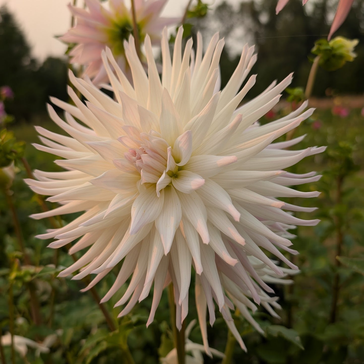 Sandia Stargazer