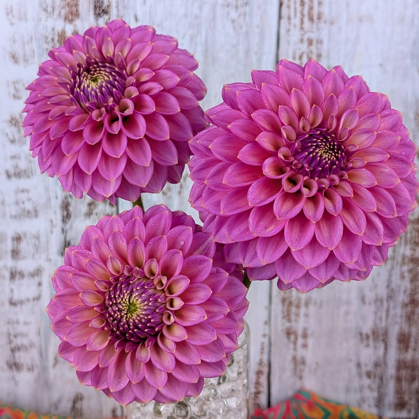 Skipley Spot of Gold