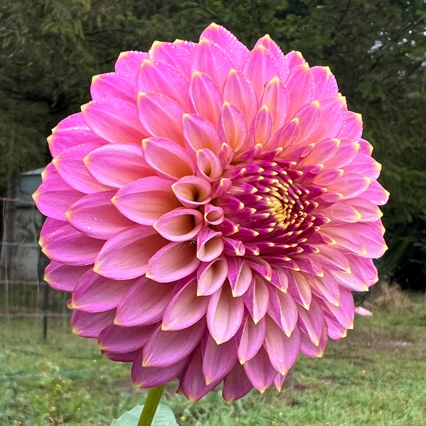 Skipley Spot of Gold