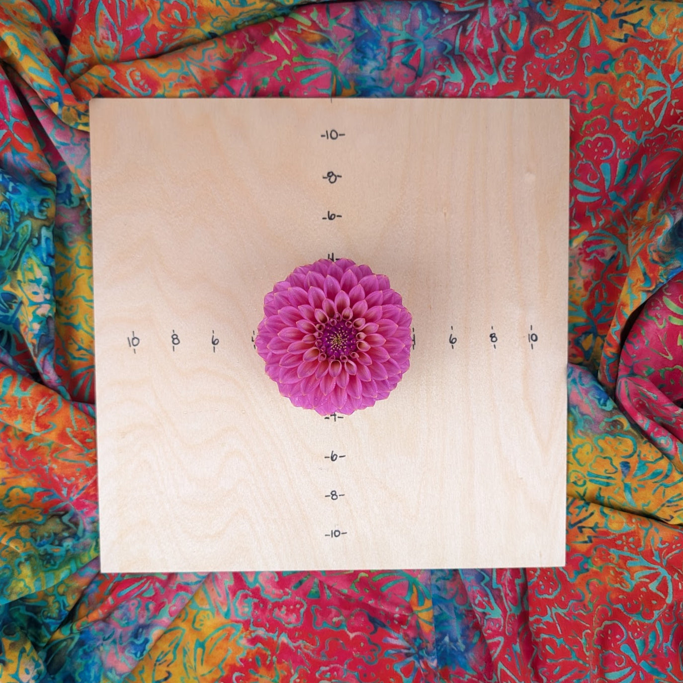 Skipley Spot of Gold