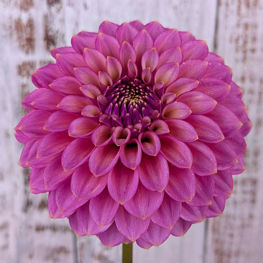 Skipley Spot of Gold