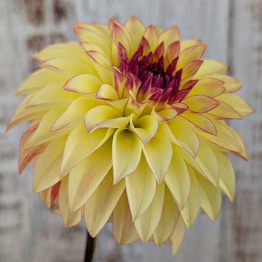 Verrone's Taylor Swift