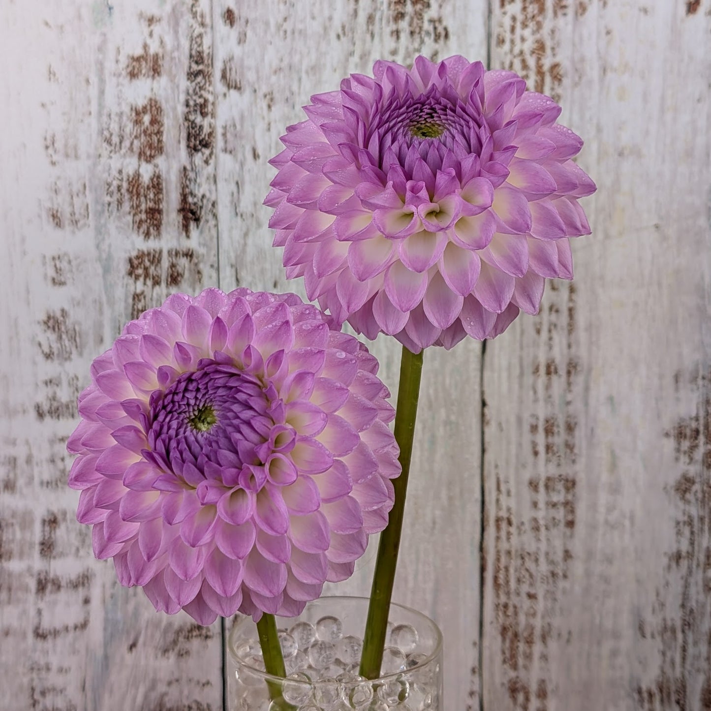 Westerton Ella Grace