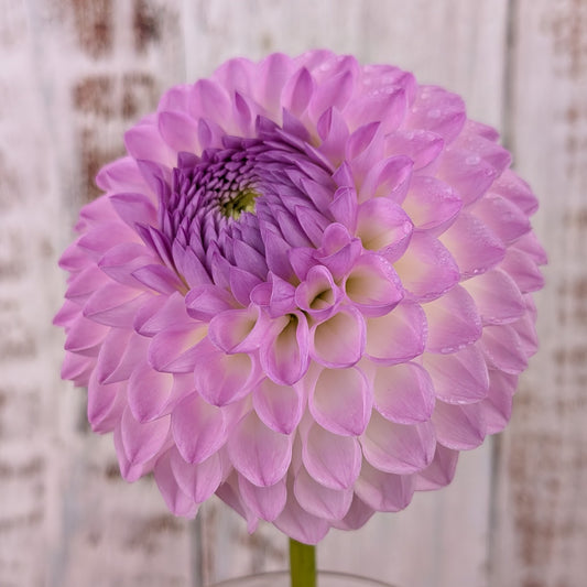 Westerton Ella Grace