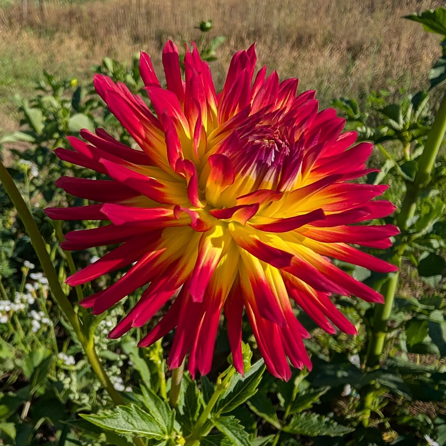 Weston Spanish Dancer