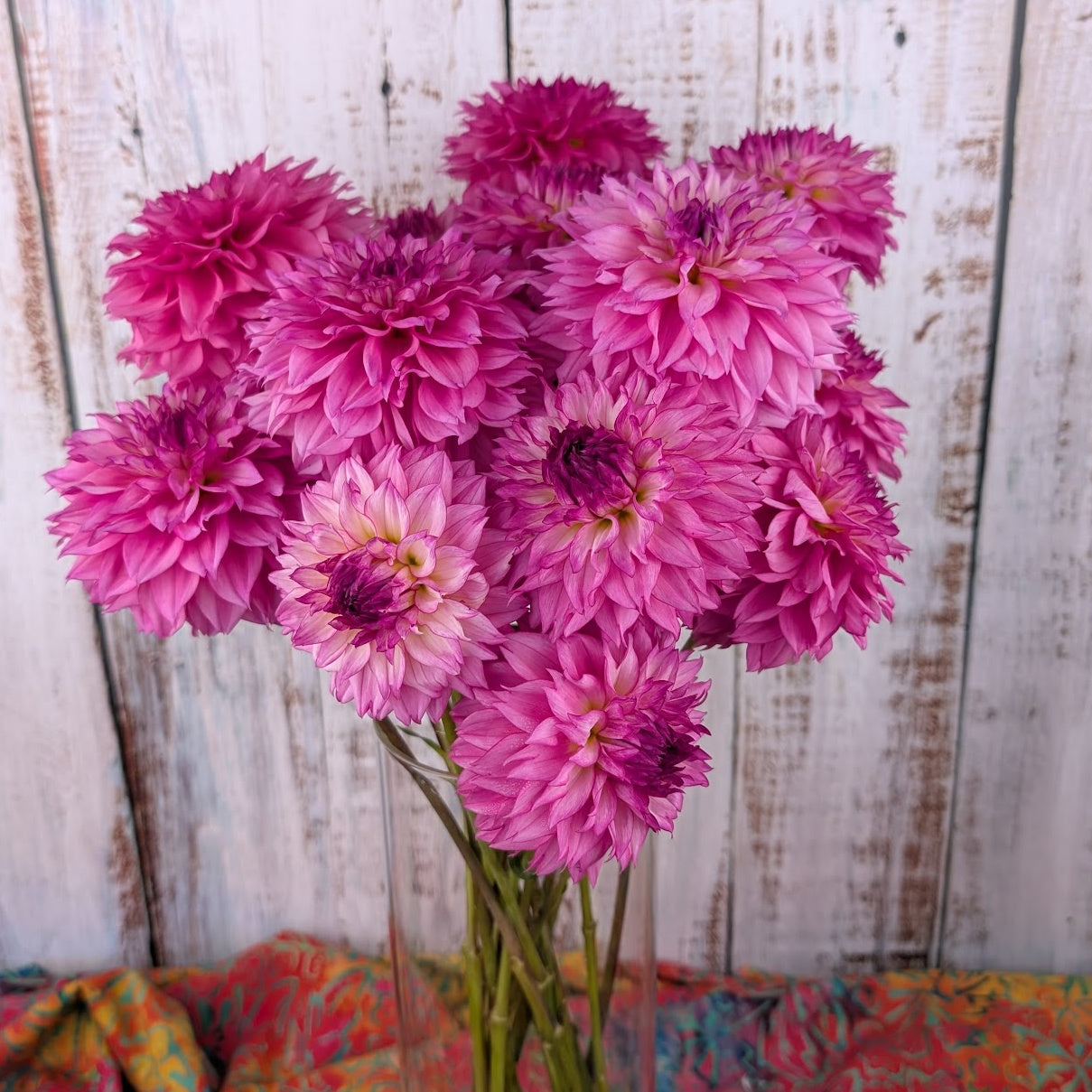 Willowolf Pinkie Swear