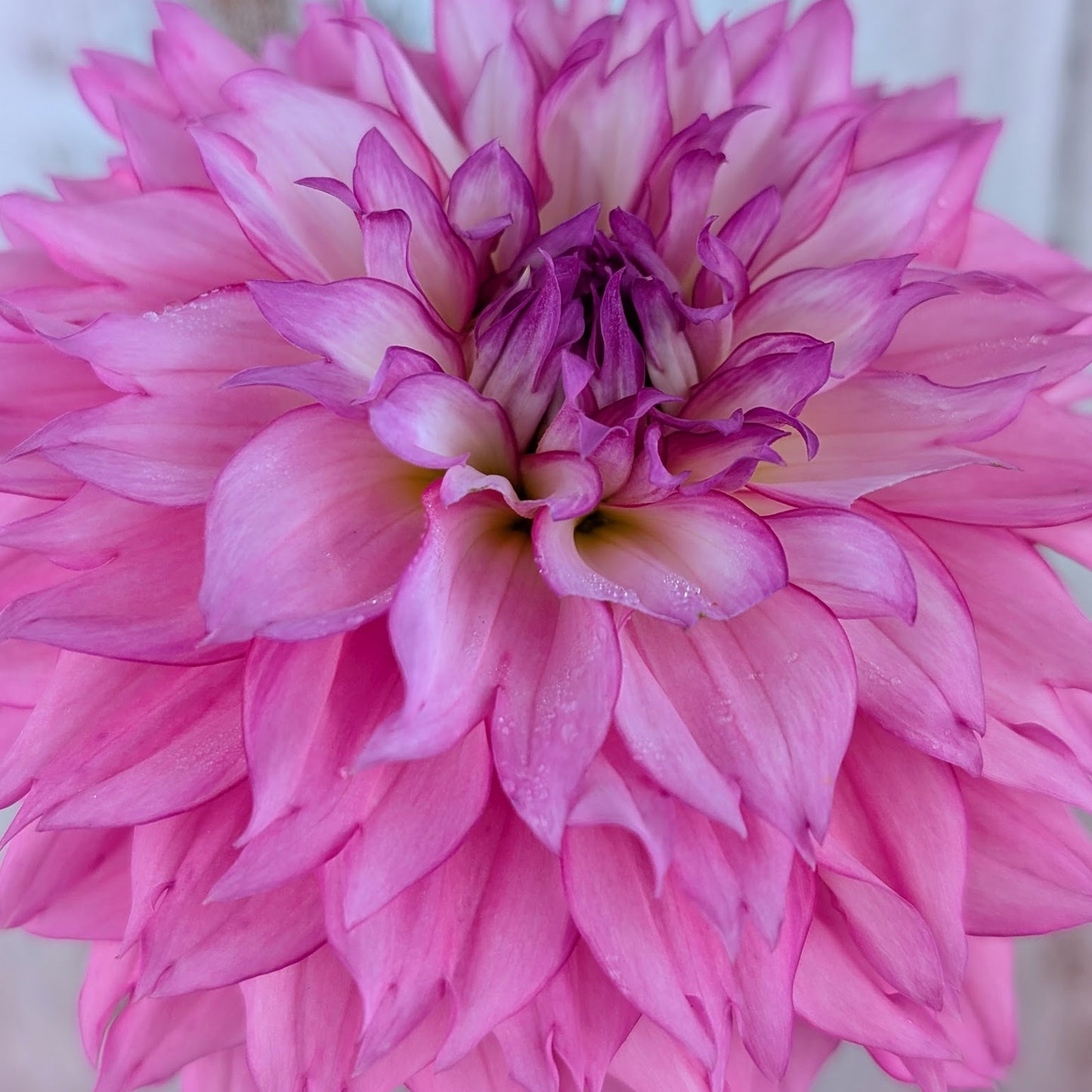 Willowolf Pinkie Swear