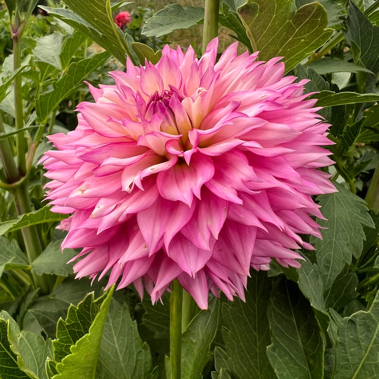 Willowolf Pinkie Swear