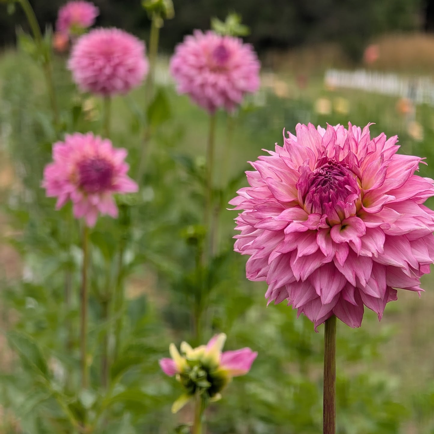 Willowolf Pinkie Swear