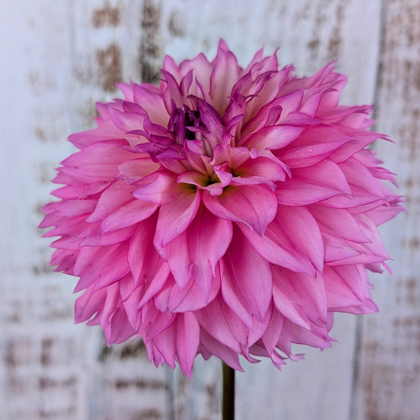 Willowolf Pinkie Swear